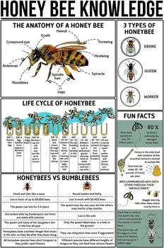 Mézelő méh tudás Ón jelek Méh Bevezetés Infografika Fém plakátok Iskola otthoni szoba Tanterem Retro plakettek fal